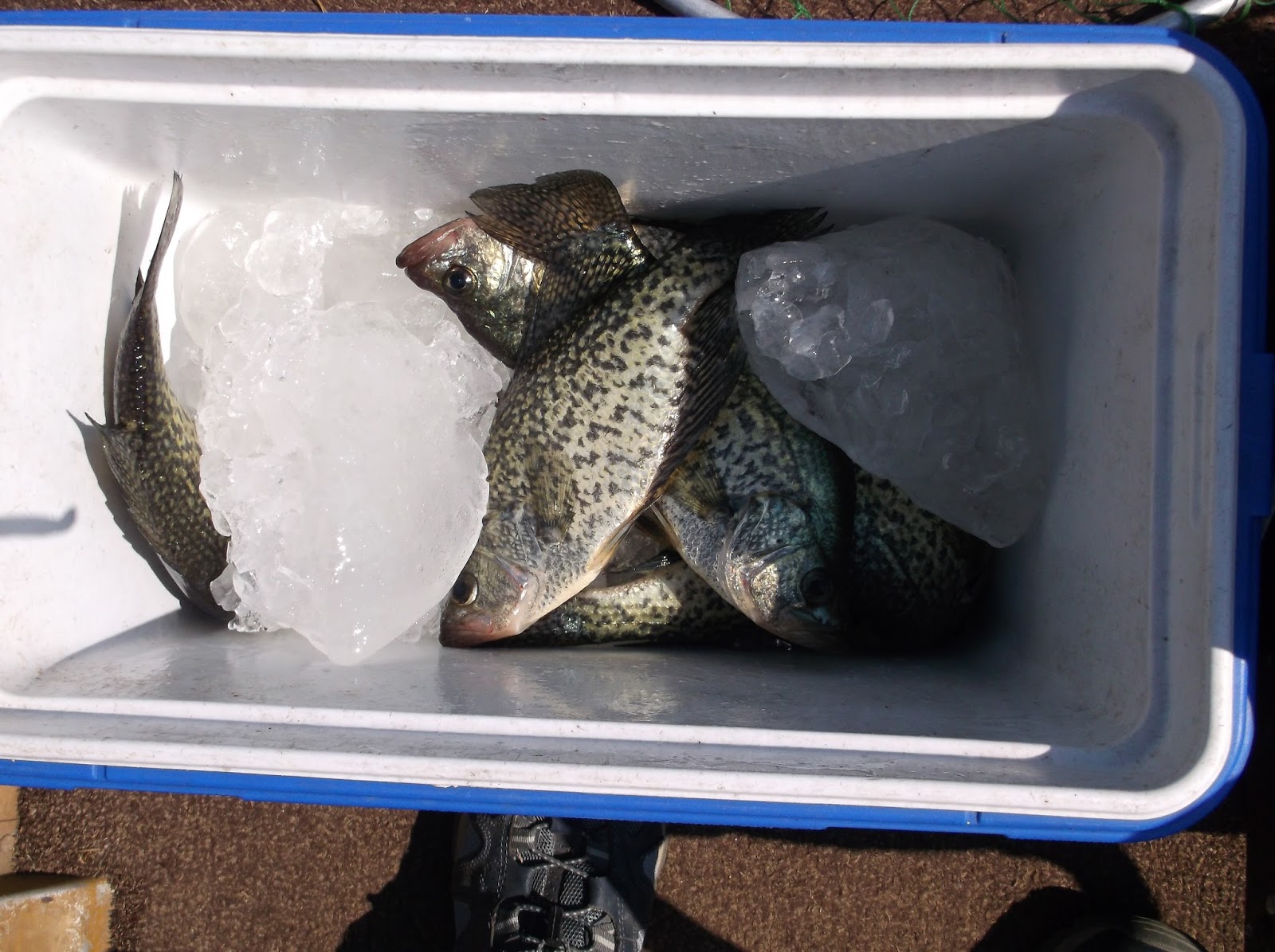Fishing Through Life Landing Crappie in the Summer Months