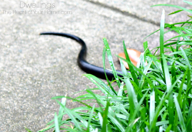 black rat snake tail