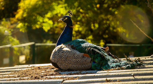 павлины в сочинском дендрарии Путешествия: павлины в сочинском дендрарии