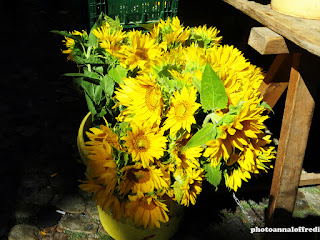 photo yellow flowers