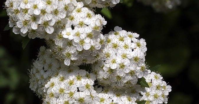 Mariette S Back To Basics Our New Spiraea Cantoniensis Dbl