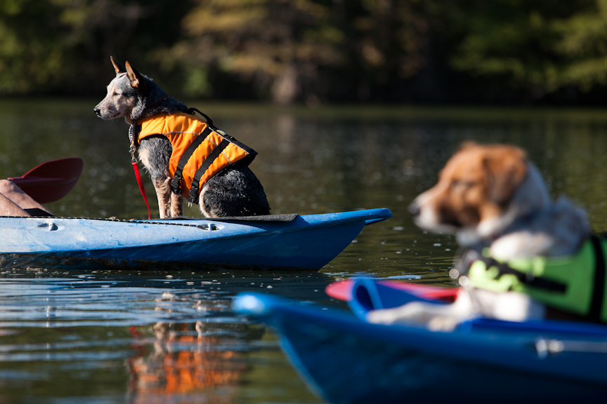 Dog kayaking gear