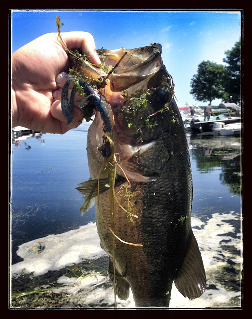 Fighting Frog Bulk Pack