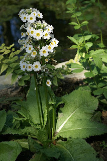 Photo de primevères diverses - Primevère de jardin - Primevère sauvage Photo de primevères diverses - Primevère de jardin - Primevère sauvage