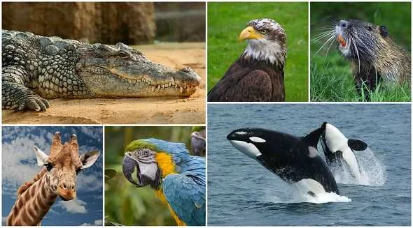 6-amazing-facts-about-animals-افضل-ستة-حقائق-مذهلة-عن-الحيوانات