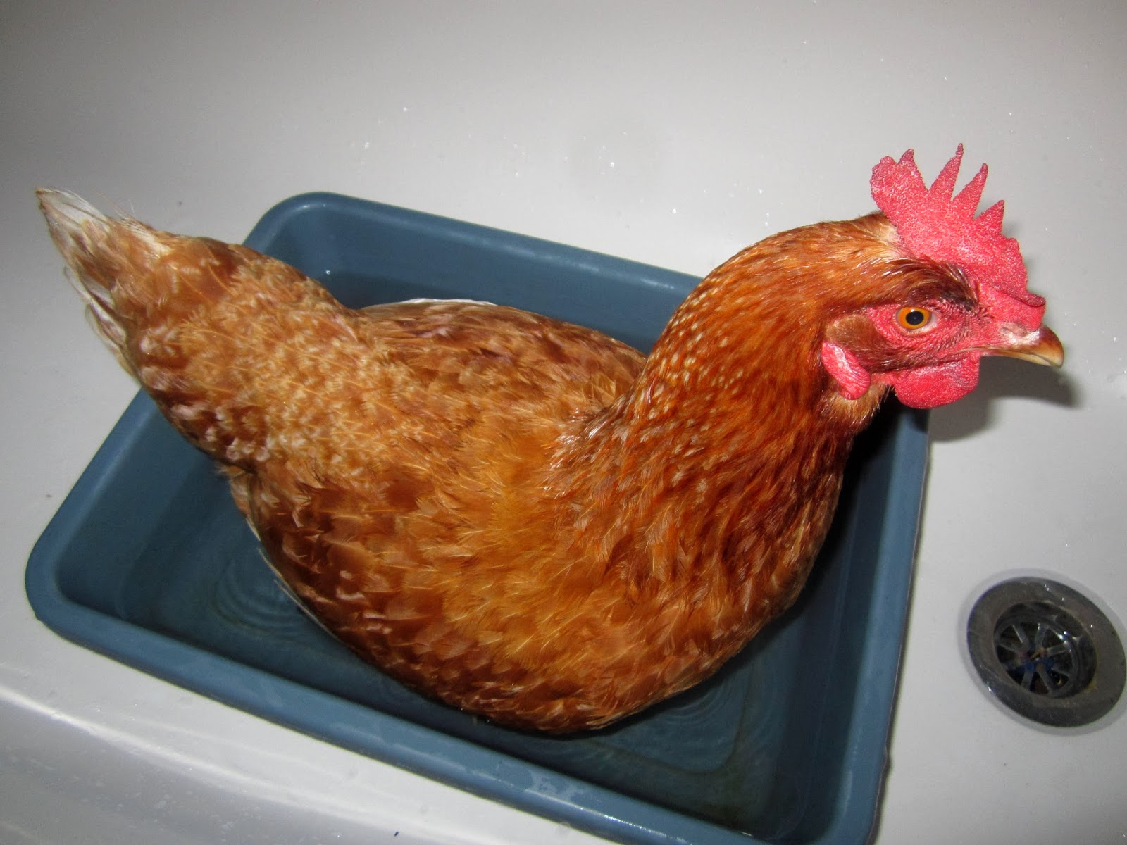 All things bright and beautiful Egg Bound Chicken