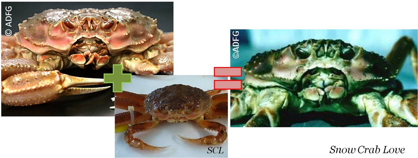 Snow Crab Love Hybrid crabs