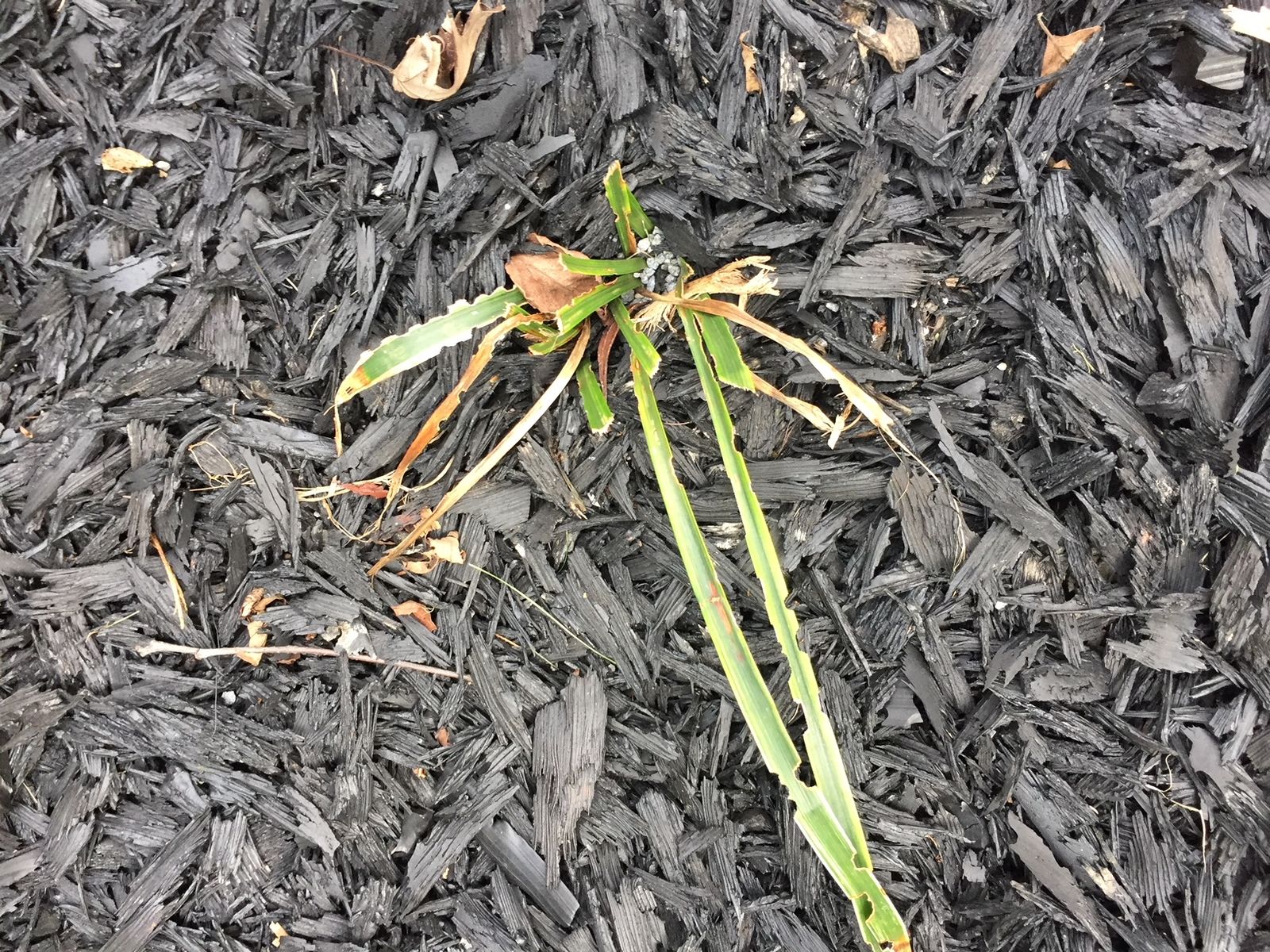 GoGardenNow The Gardening Blog What's eating my liriope?