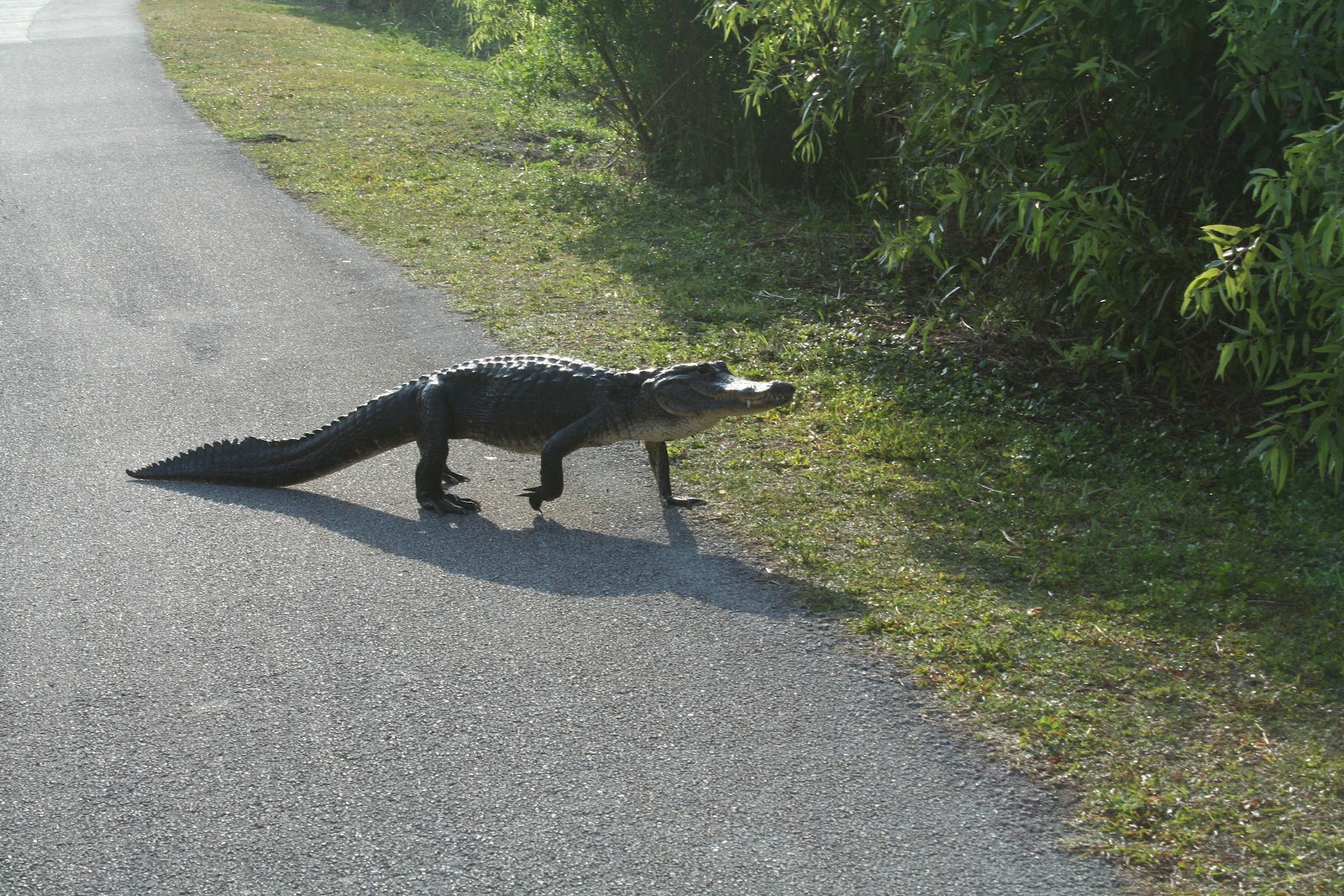 LIVE A LITTLE SUNSHINE National Everglades Park & Buffalo Tiger