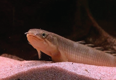 Palmas Senegalus Si Naga Air Tawar Berwarna Abu-Abu