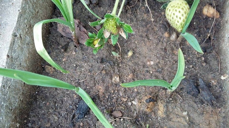 replantar alho na horta em casa