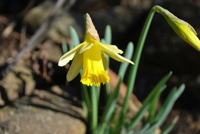 Narcissus pseudonarcissus (Narciso trombone)