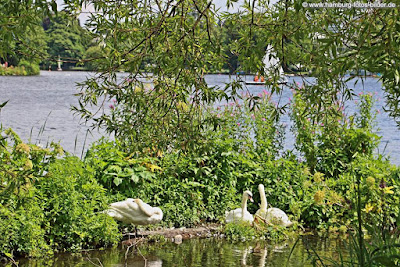 Alsterschwäne Alsterschwäne Hamburg