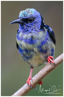 Red-legged Honeycreeper (Cyanerpes cyaneus) - male moulting