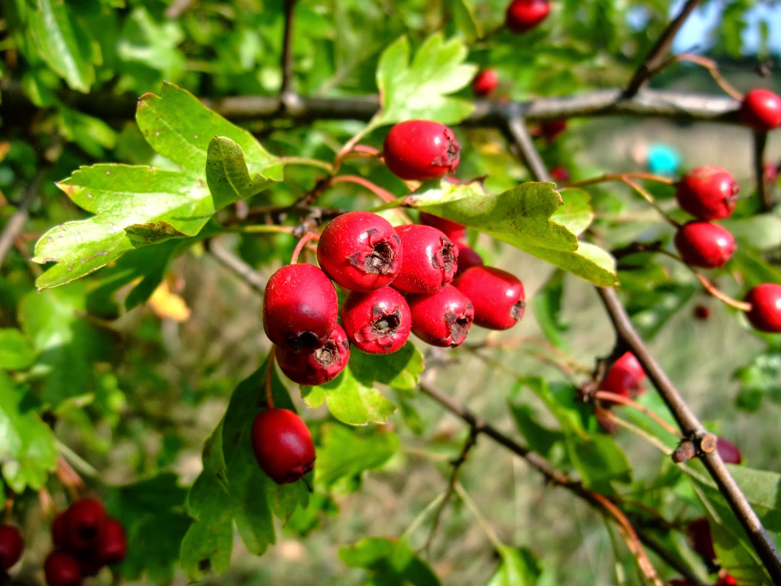 HERBAL PICNIC HAWTHORN