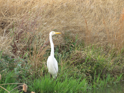 Sacramento National Wildlife Refuge