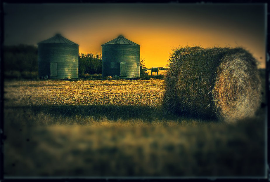 Everything Equine Hay Types and Qualities