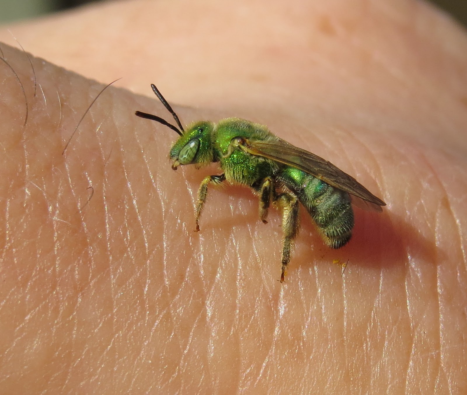 Bug Eric Don't Sweat 'em