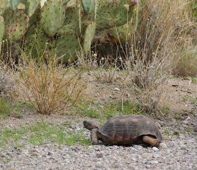 Tortue Désert Arizona