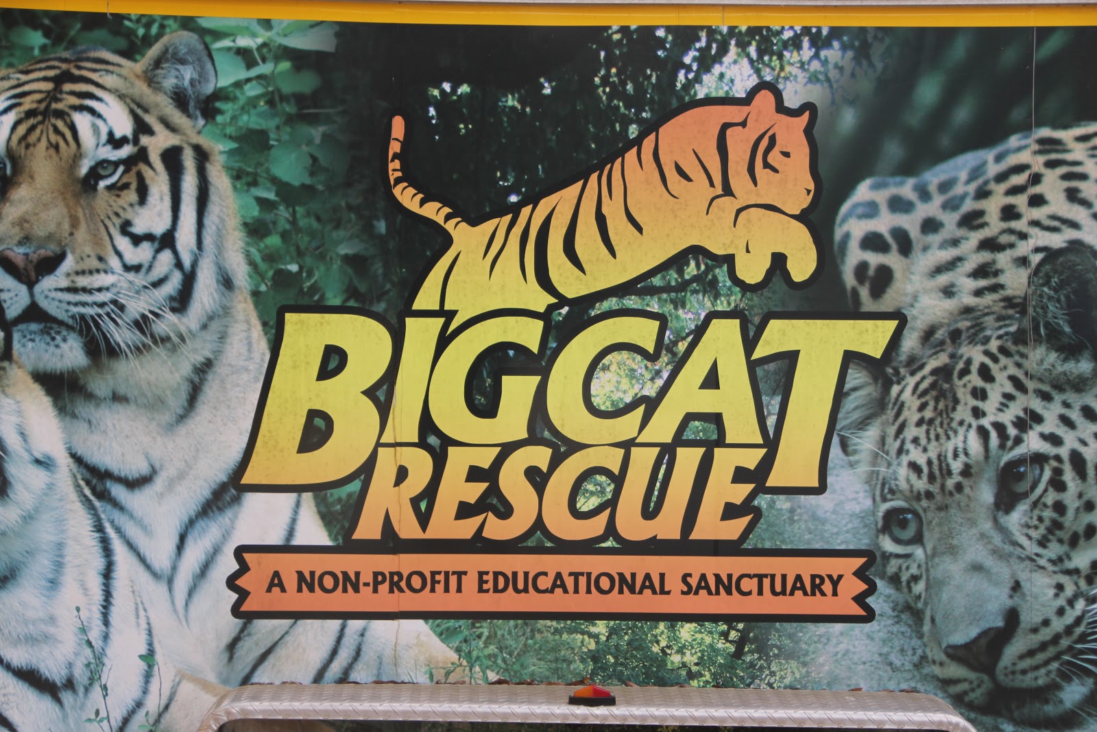 Adventure Thug Big Cat Rescue