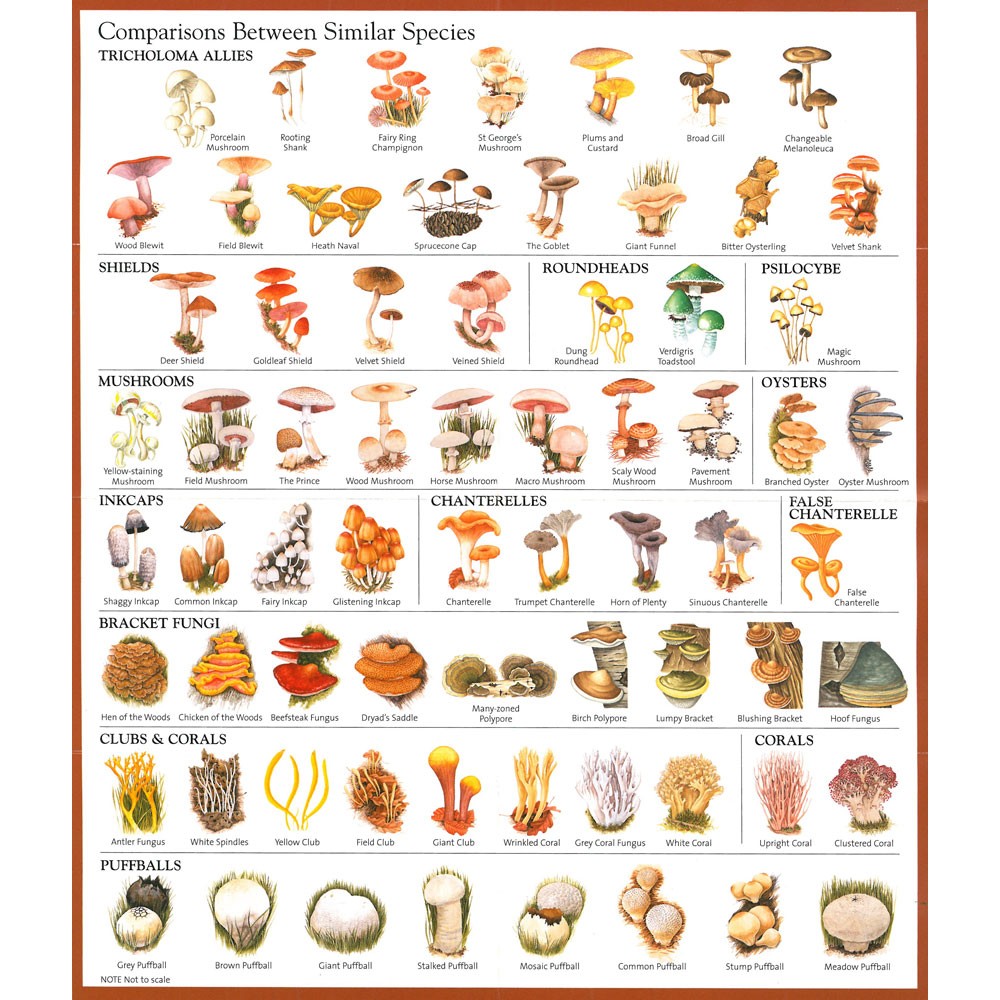 What to teach kids about mushrooms : r/mycology