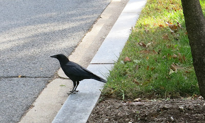 corvid, Wednesday, October 12, 2016, 9:42:35 AM
