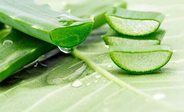 Công thức trị nám cùng nha đam cong-thuc-tri-nam-cung-nha-dam