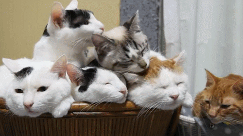 Animasi bergerak kucing lucu gif Bisa Jadi Walpaper dan Animasi bergerak kucing lucu gif Bisa Jadi Walpaper dan