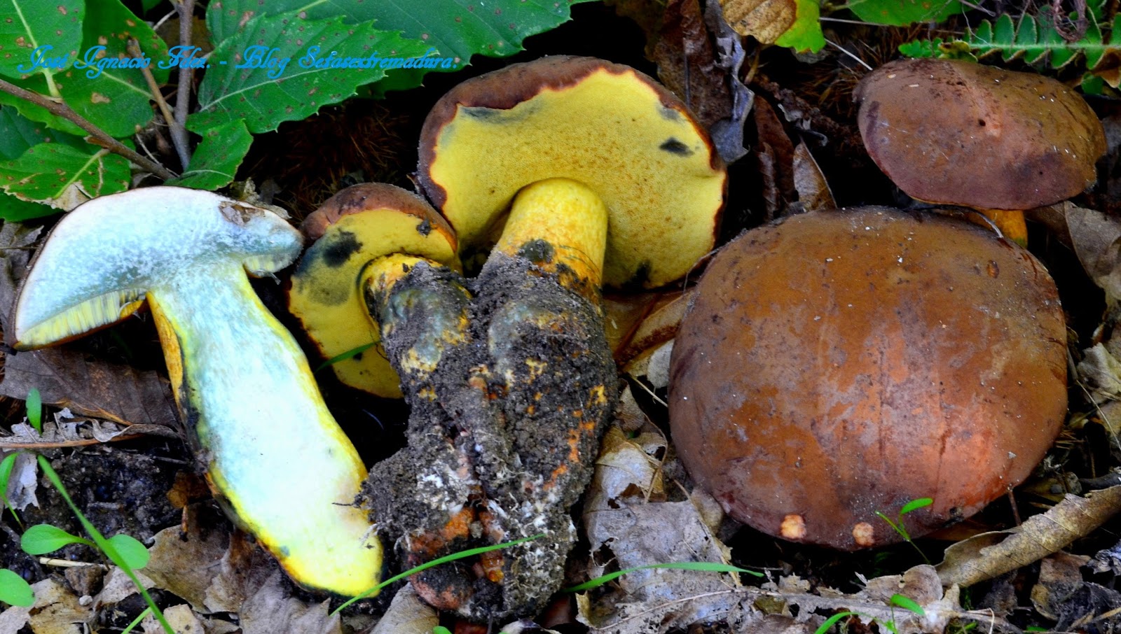Setas Extremadura Lanmaoa fragrans. ( Boletus Fragrans).