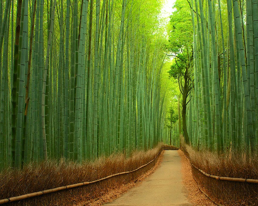 Jalan Bambu Di Kyoto, Jepang