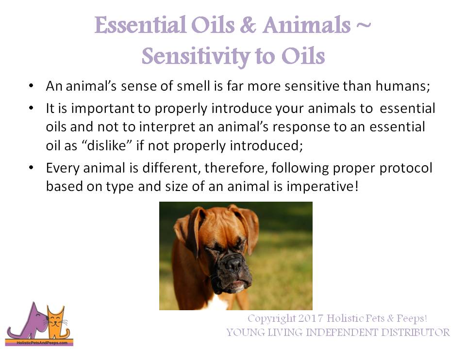 Healing Oils For Animals