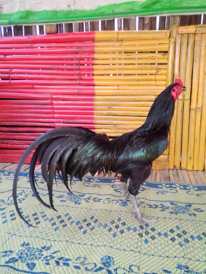 Candi Singo Jogja HISTORY OF SATSUMADORI II