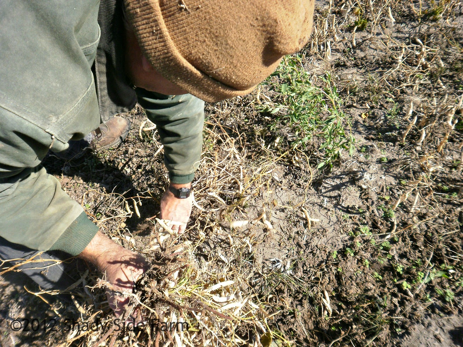 Harvesting Beans the Hard Way