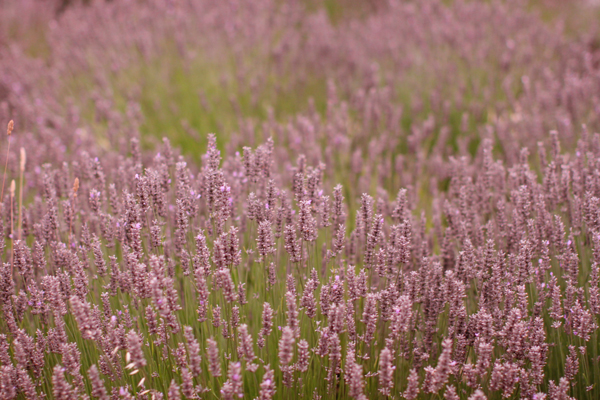 Lavender at sunset - Carmel, CA