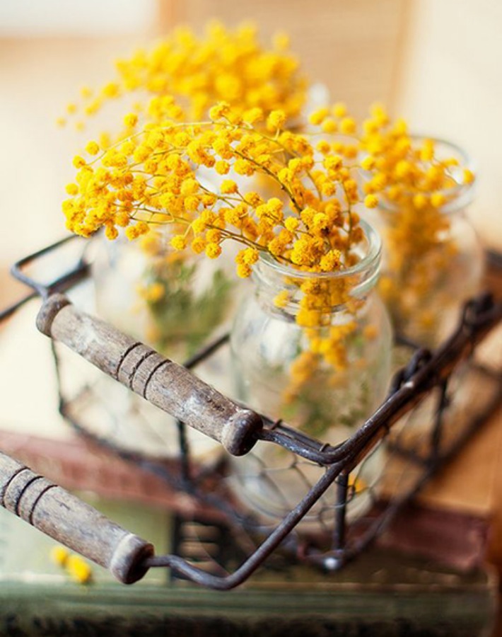 Ilumina tu casa con mimosas Ilumina tu casa con mimosas