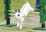 Ralph's Rabbits Are Always In Training