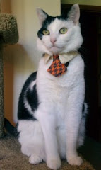 This Cat Is All Business
