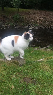 Adopting a cat G Beauty