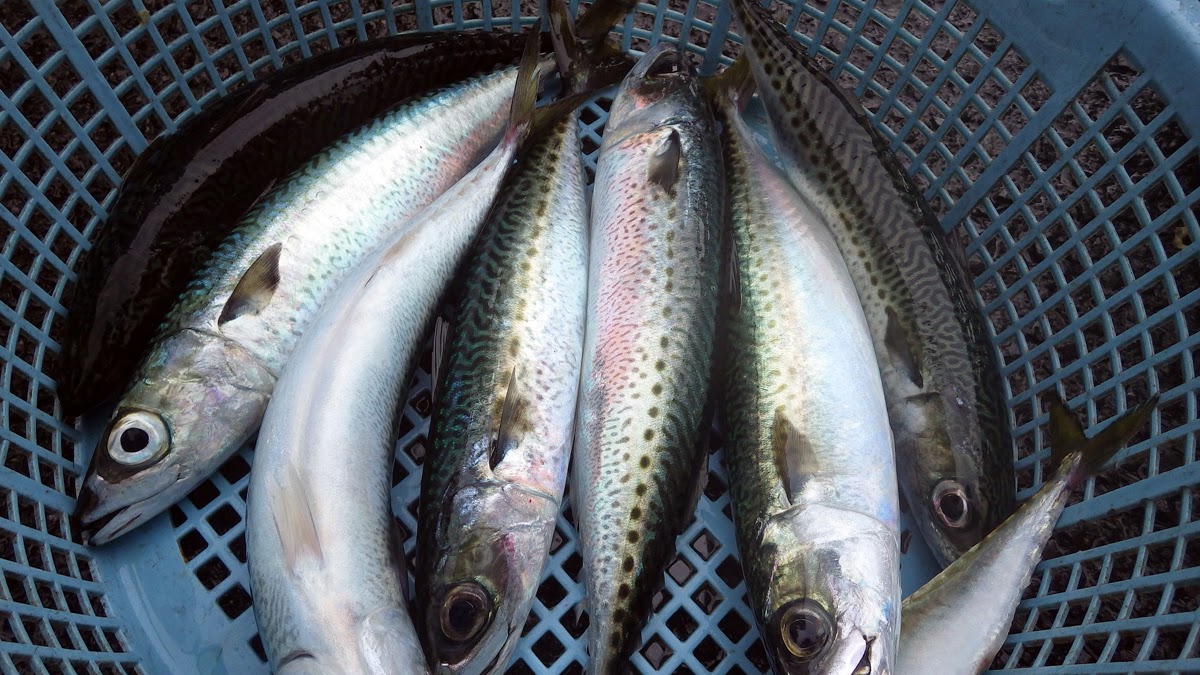 サバ 湘南 浅八丸 サバ 湘南 浅八丸
