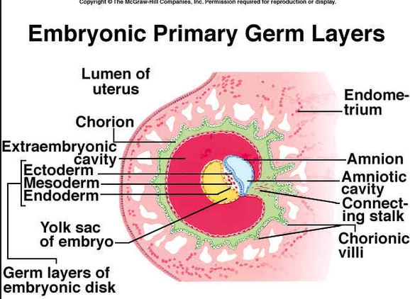 Definition : Germ layers |Genetic Engineering Info uterus wall diagram 
