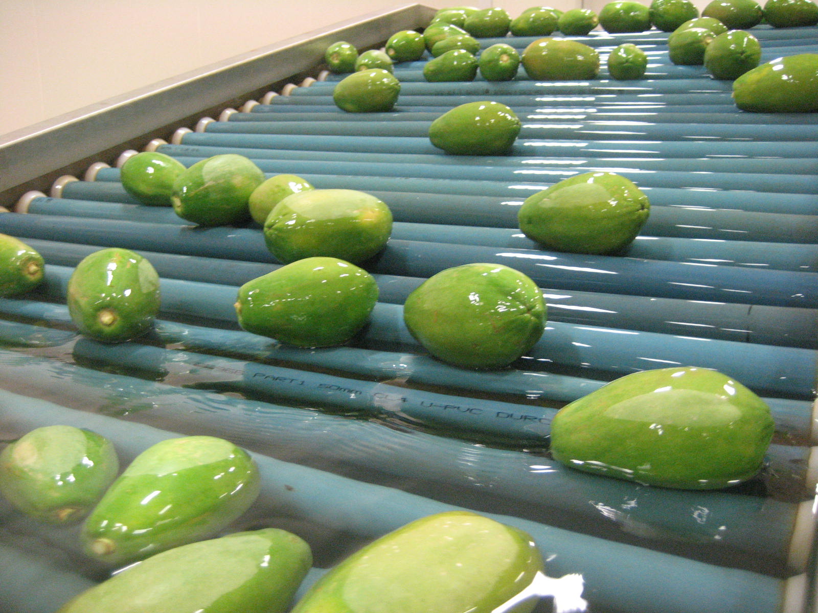 Anim Agriculture Technology PAPAYA POST HARVEST