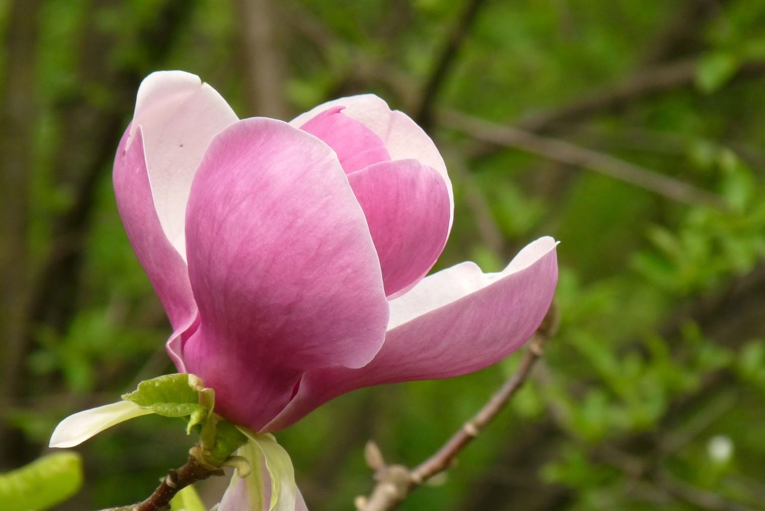 nalewka na kwiatach magnolii, nalewka na magnolii, nalewka z kwiatu magnolii, nalewka z magnolii, 