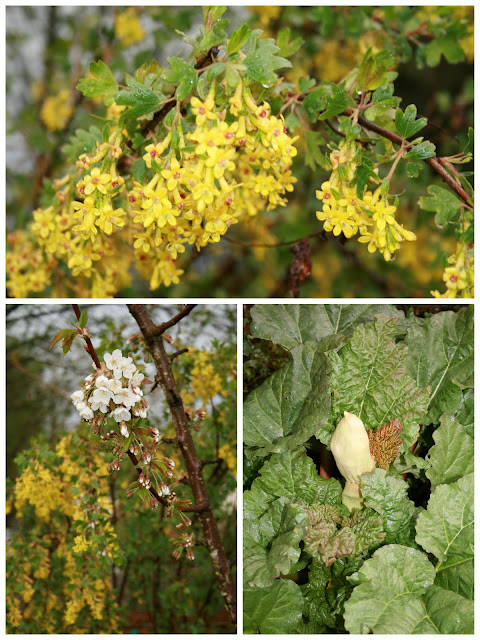 Currant and cherry blooms