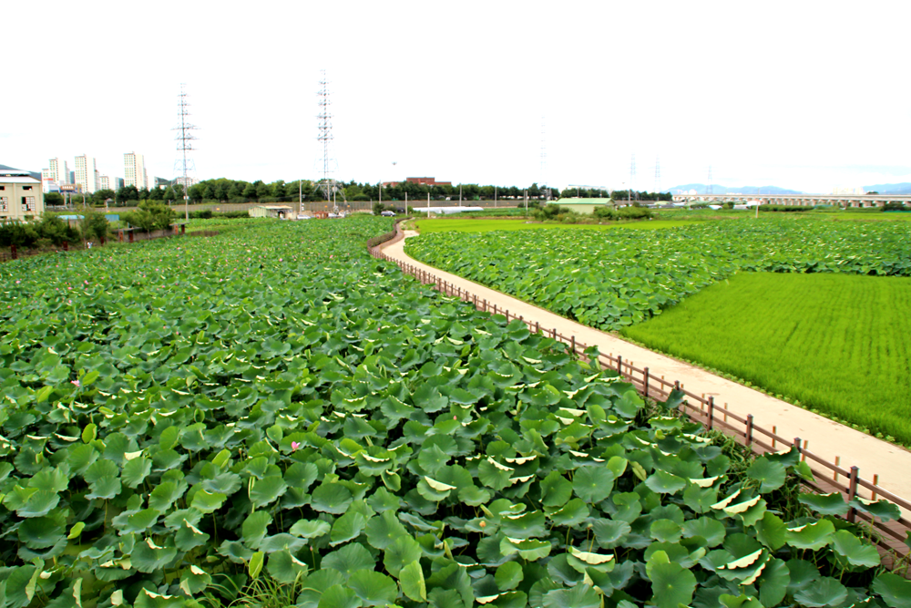 Stunning Lotus Season in South Korea Banyawol Lotus Field at Ansim