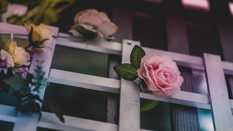 Beautiful Roses