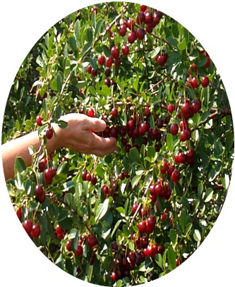 Jammu And Kashmir Medicinal Plants Introduction Centre Online Plant Nursery In India Online Plant Nursery In India