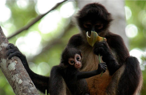Vols en/in Honduras: 41 especies sumarán a lista de peligro de