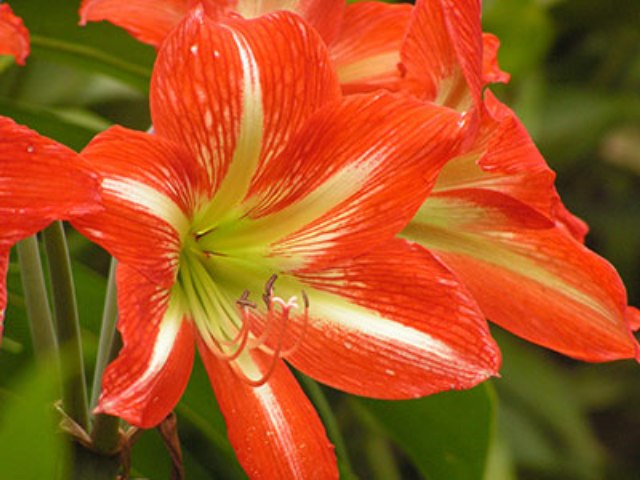 Pictures Of Flowers Grown In Florida Pictures Of Flowers Grown In Florida