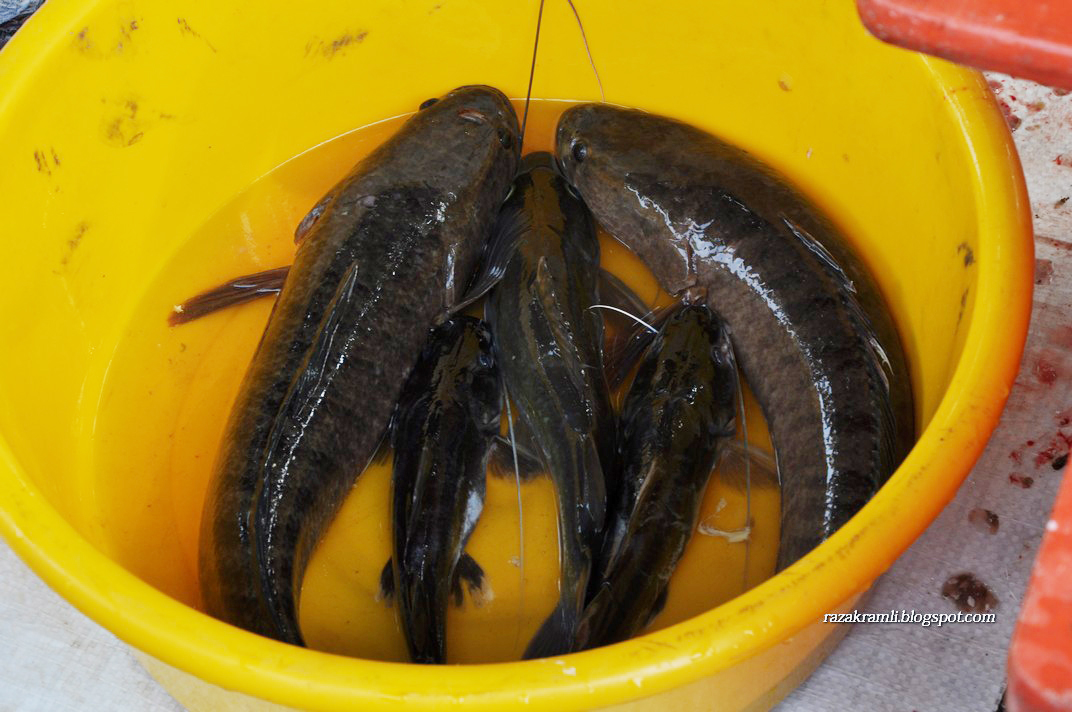 Ubat Ikan Haruan - Cab Contoh