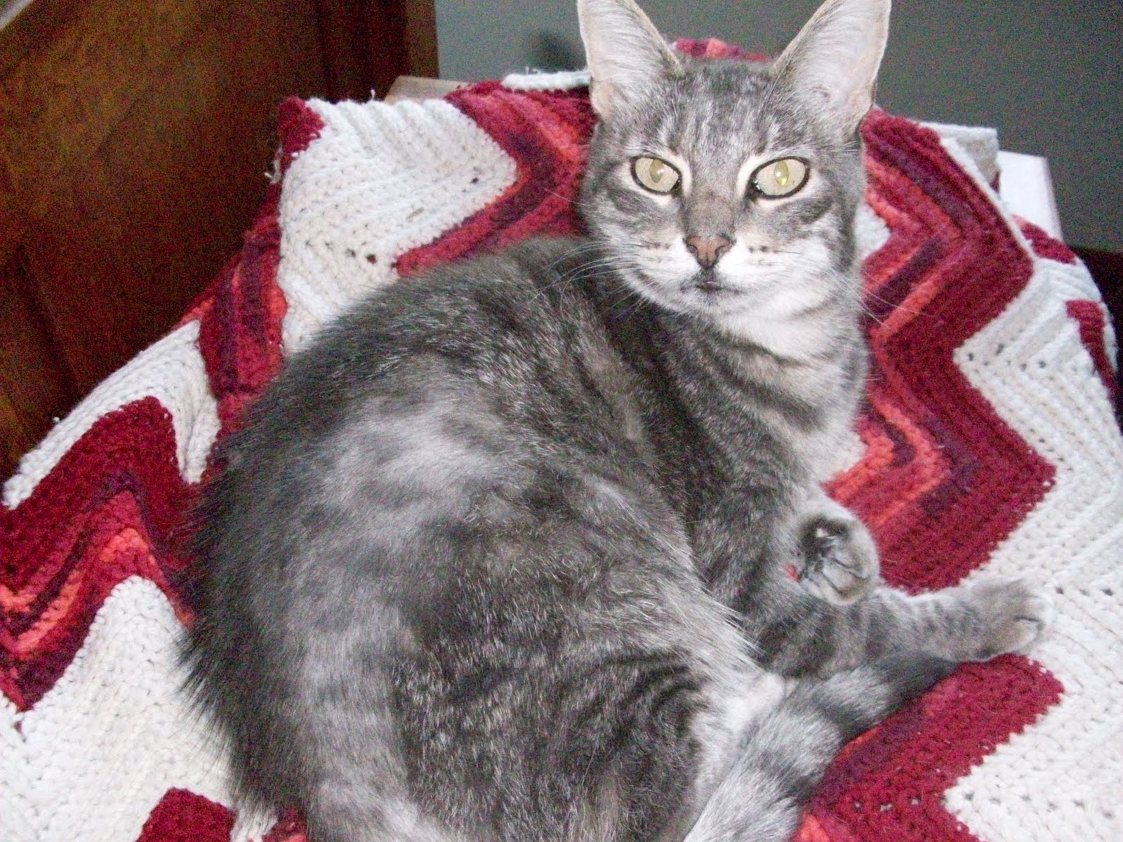 25 Lovely What Does Mange Look Like On A Cat - Demodectic Mange
